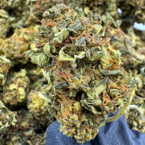 Black Tuna Strain