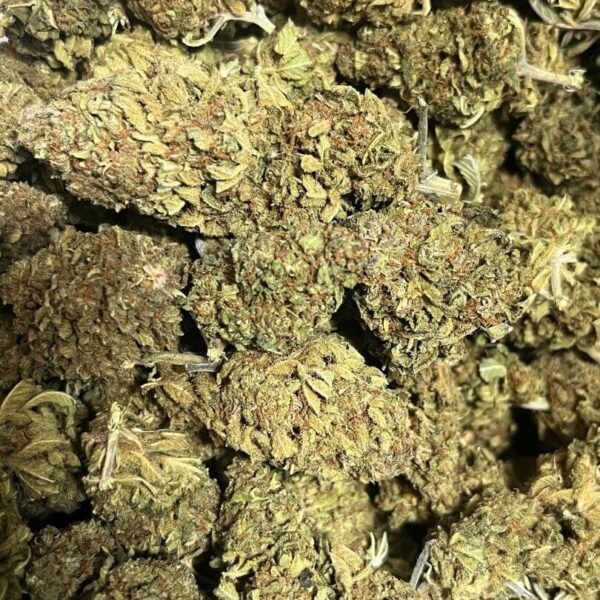 Harlequin strain - Image 3