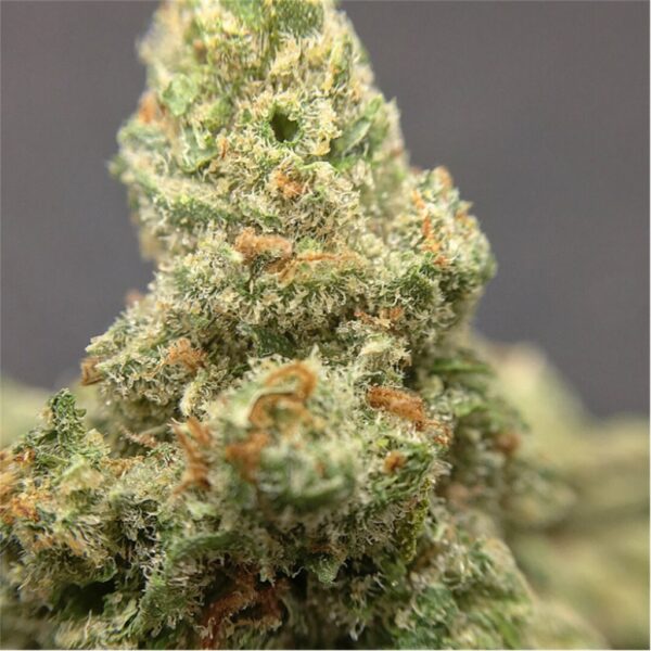 Jack Herer strain for sale