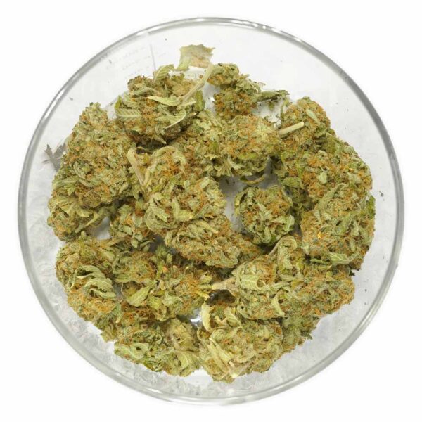 Comatose strain - Image 2