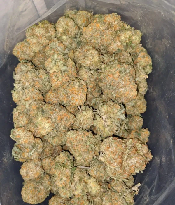Chernobyl strain