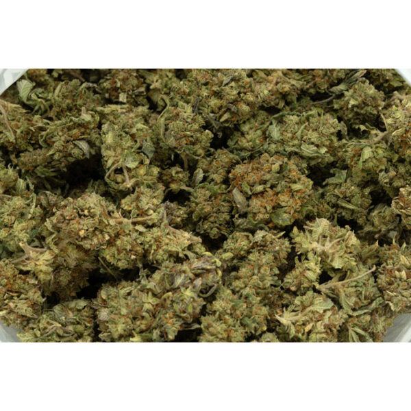 Critical Kush strain - Image 2