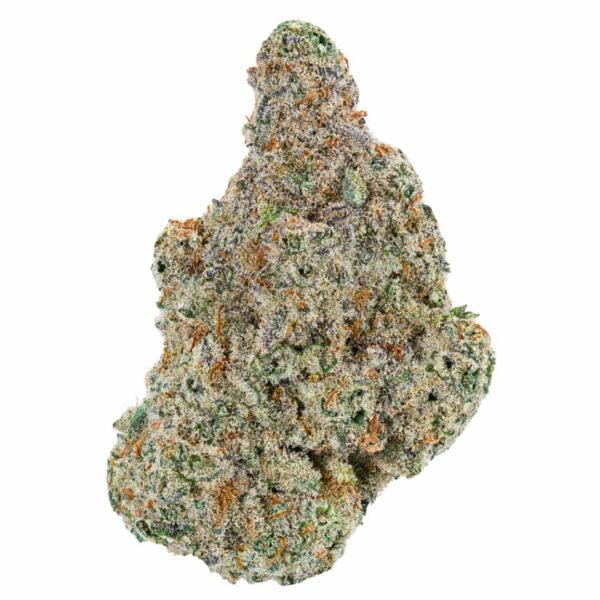 GMO strain