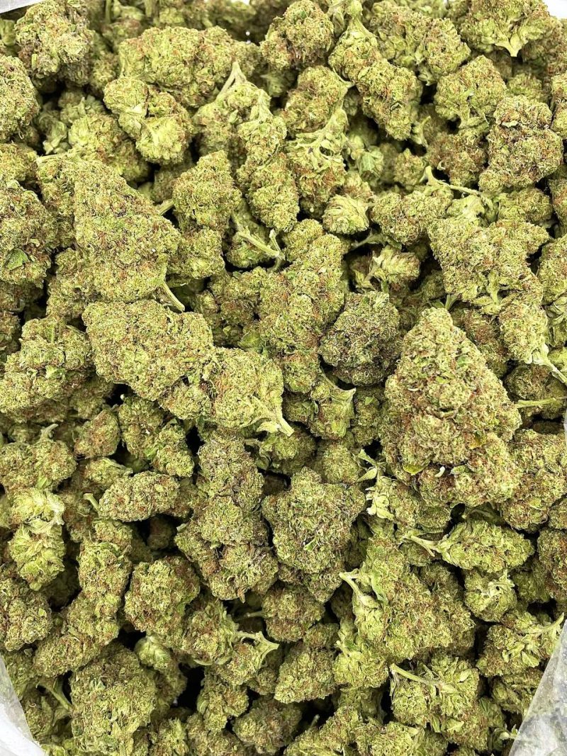 italian ice strain Italian Ice strain