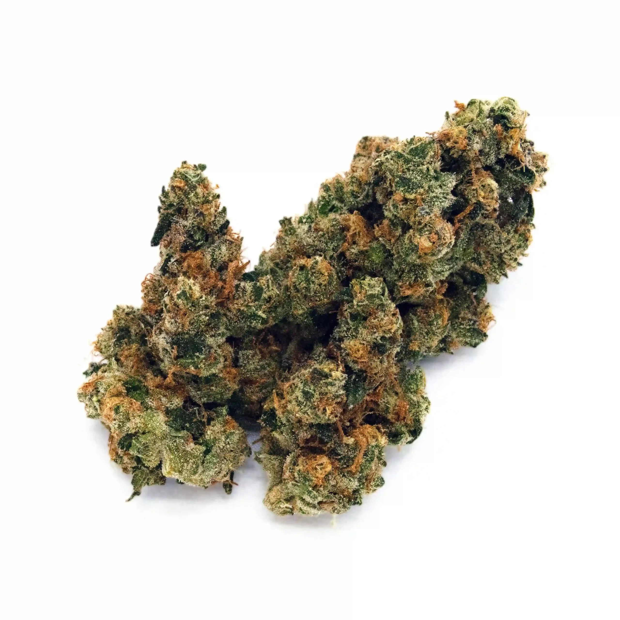 italian ice strain Italian Ice strain