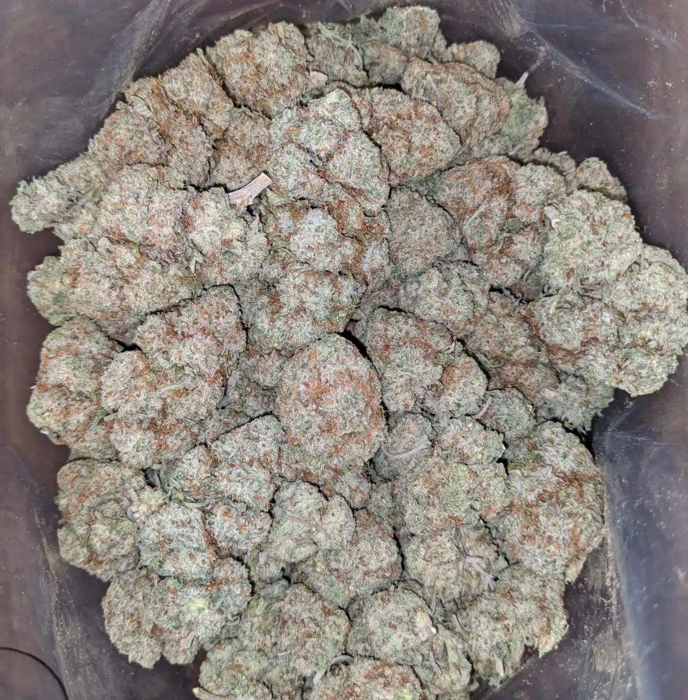 Purple White Lightning strain