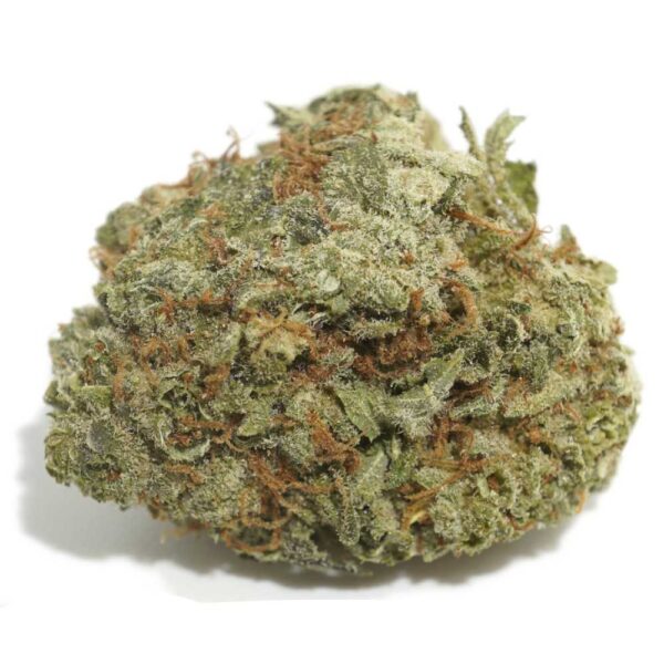 Scoutmaster strain - Image 3