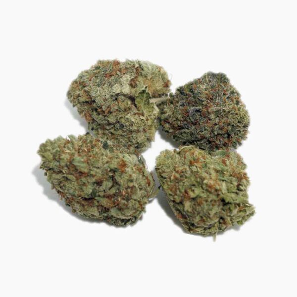 Scoutmaster strain - Image 2
