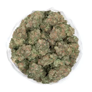 Pink grapefruit strain