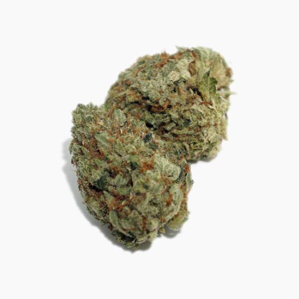 Scoutmaster strain